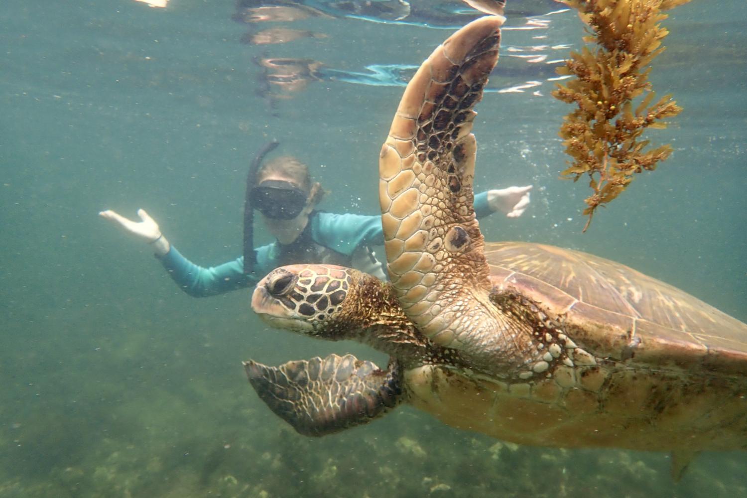 一名<a href='http://yqk92.gzmaojs.com'>bv伟德ios下载</a>学生在Galápagos群岛游学途中与一只巨龟游泳.